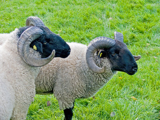 A pair of Norfolk Horned Sheep