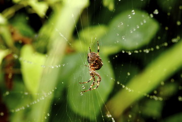 Garden spider
