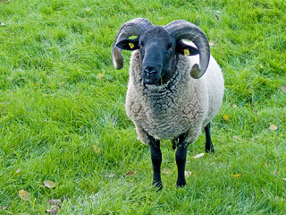 Norfolk Horned sheep with black legs and curled horns