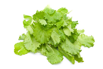 Fresh lettuce