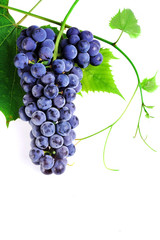 cluster fresh grape