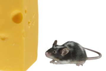 mouse and cheese