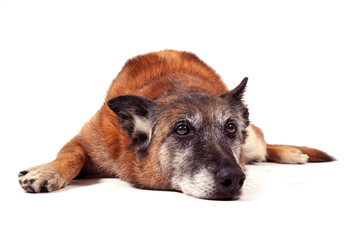 vieux malinois couché