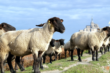 Obraz na płótnie Canvas Salt łąka owce Mont Saint Michel