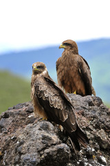 Two Black Kite.