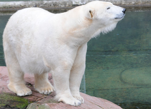 Eisb&auml;r