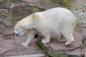 Eisbär