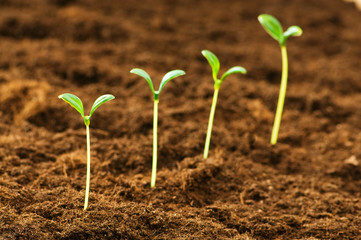 Green seedling illustrating concept of new life