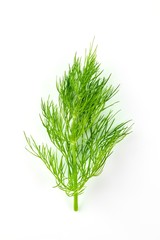 Fresh dill