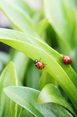 ladybugs