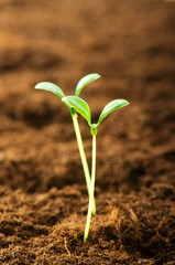 Green seedling illustrating concept of new life