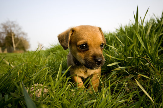 Hundewelpen