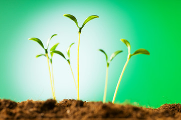 Green seedling illustrating concept of new life