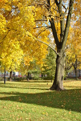 Naklejka premium Jesienne drzewo