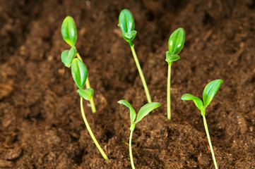 Green seedling illustrating concept of new life