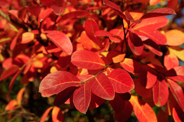 Couleur automnale du Lilas des Indes