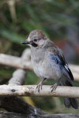 Eichelhäher, Jungvogel