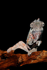 panther chameleon