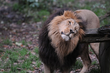 Fototapeta na wymiar Mężczyzna lew