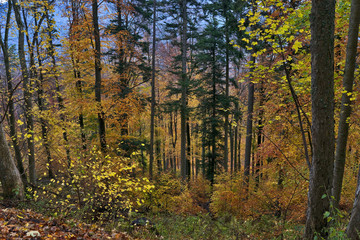 Fototapeta premium Autumn trees in mountain forest