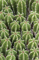 Succulent plant closeup, Euphorbia echinensis
