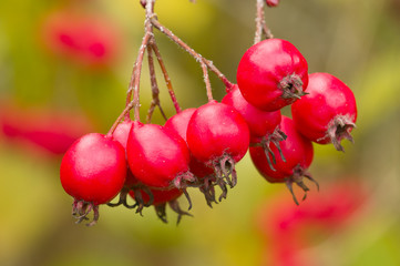 Red berries under the rain