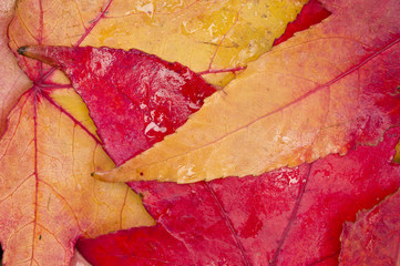Leaves of autumn fallen on ground