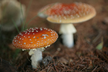 Obraz premium amanita muscaria