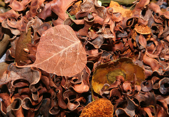 leaves