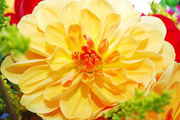 Fototapeta premium Beautiful orange chrysanthemum flower autumn