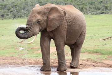 Fototapeta na wymiar African Elephant at Water