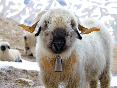 young blacknose sheep with bell