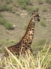 Portrait of giraffe.