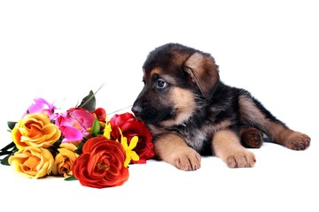 Deutscher Schäferhund Welpe mit Blumen
