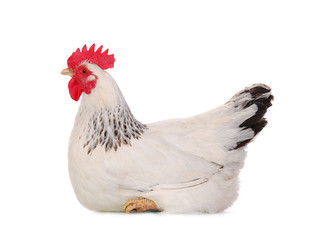 white hen