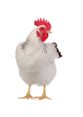 white hen