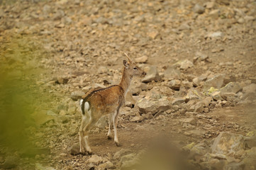 fallow deer