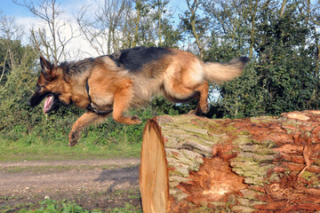 Dog jumping from a log