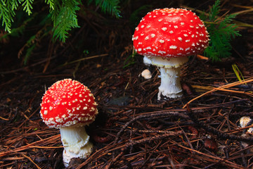 Red Toadstool Mushroom