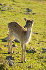 Fototapeta premium fallow deer