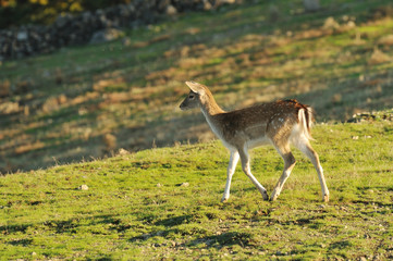 fallow deer