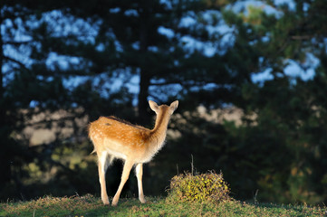 fallow deer