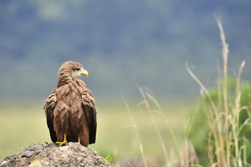 Black Kite.