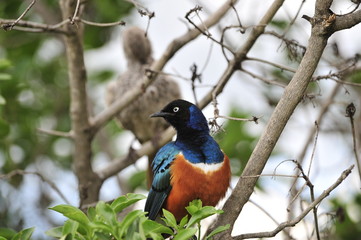 Superb Starling.