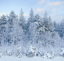 Winter fairy forest with snow pine trees. Finland