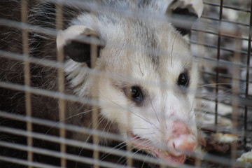 close look at a possum caught in a humane trap