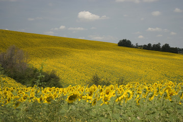 Obraz premium Sunflower