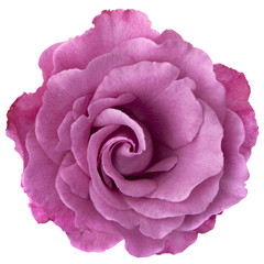 Fototapeta premium Lavender Rose