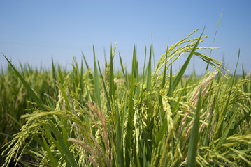 Fototapeta na wymiar Paddy rice in field with blue sky