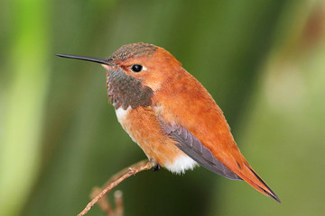 Rufous Hummingbird (Selasphorus rufus)